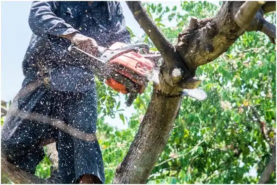 tree services Ambler